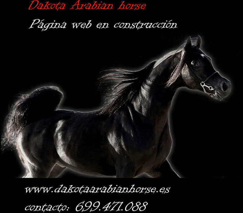 Dakota Arabian Horse